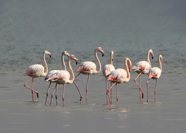 Van Gölü flamingolara ev sahipliği yapıyor